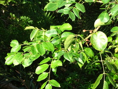 Bursera simaruba