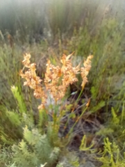 Elegia filacea