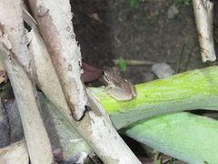 Pristimantis ramagii