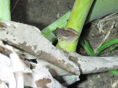 Pristimantis ramagii