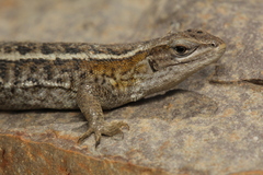 Liolaemus araucaniensis