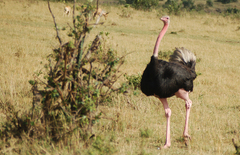 Struthio camelus massaicus