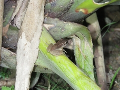 Pristimantis ramagii