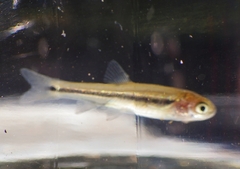 Algansea avia