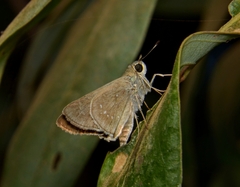 Pelopidas mathias
