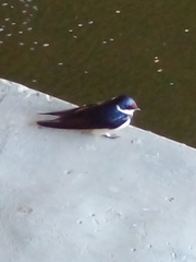 Hirundo albigularis