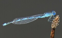 Erythromma lindenii