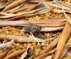 Physeema quadricincta