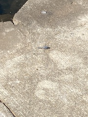 Erythemis simplicicollis