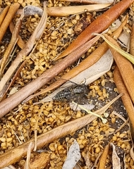 Physeema quadricincta