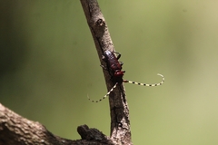 Ancylosternus annulicorne