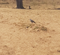 Kaupifalco monogrammicus