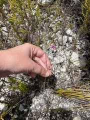Indigofera angustifolia