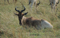 Alcelaphus buselaphus cokii