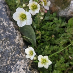 Saxifraga