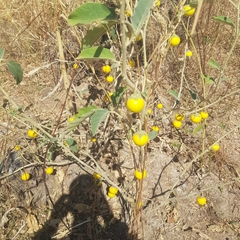 Solanum incanum