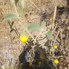 Solanum incanum