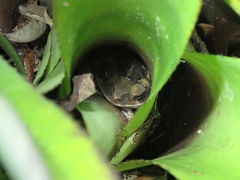 Rhinella diptycha