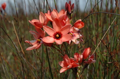 Ixia tenuifolia