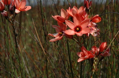 Ixia tenuifolia