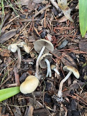 Psilocybe allenii