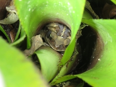 Rhinella diptycha