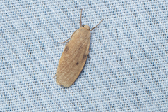 Paralithosia shaowuica