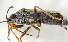 Nysius