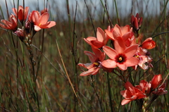 Ixia tenuifolia