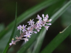 Liriope muscari