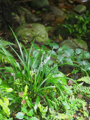 Liriope muscari