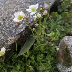 Saxifraga
