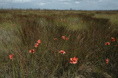 Ixia tenuifolia