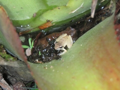 Pristimantis ramagii