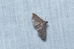 Steniini