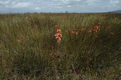 Ixia tenuifolia