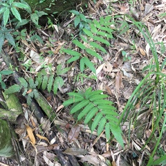 Pteris arisanensis