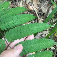 Pteris arisanensis