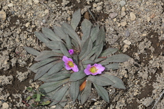 Calandrinia colchaguensis