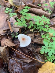 Lepiota cristata