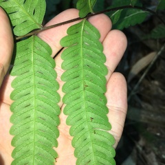 Pteris arisanensis