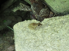 Pristimantis ramagii