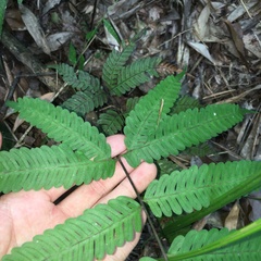 Pteris arisanensis