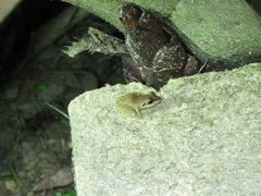 Pristimantis ramagii