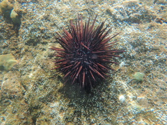 Echinometra lucunter