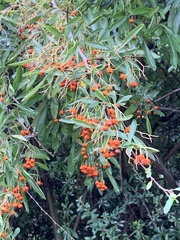 Pyracantha coccinea