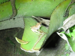 Pristimantis ramagii