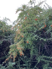 Pyracantha coccinea