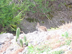 Oryctolagus cuniculus