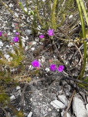 Lampranthus emarginatus